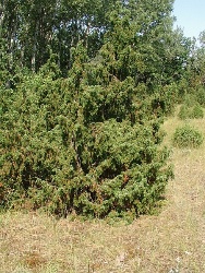 Juniperus communis