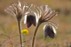 Pulsatilla nigricans